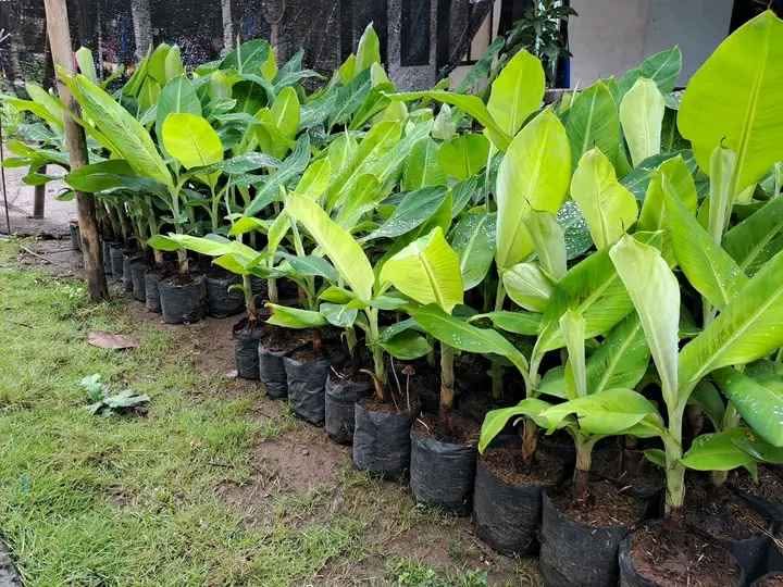 Bibit Pisang Kualitas Unggul 👉 Ecer Dan Grosir