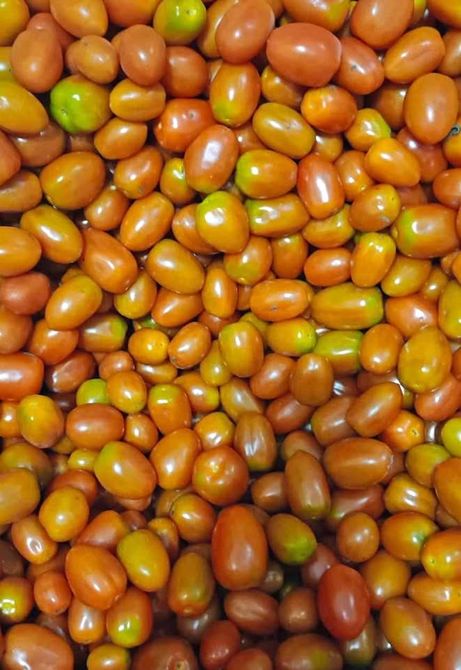 Tomat cerry ceri murah fresh