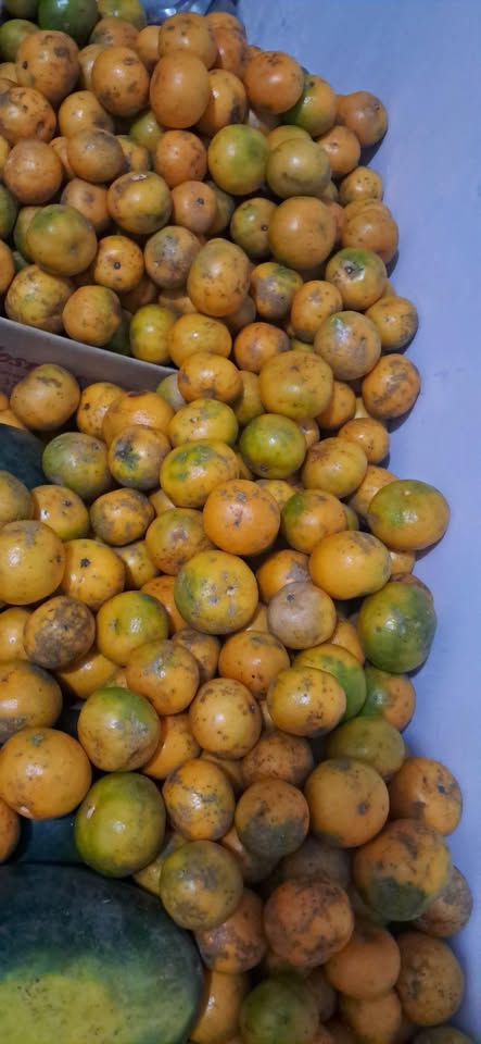 Jeruk fresh juicy manis murah