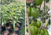100 rb dapat 6 bibit alpukat