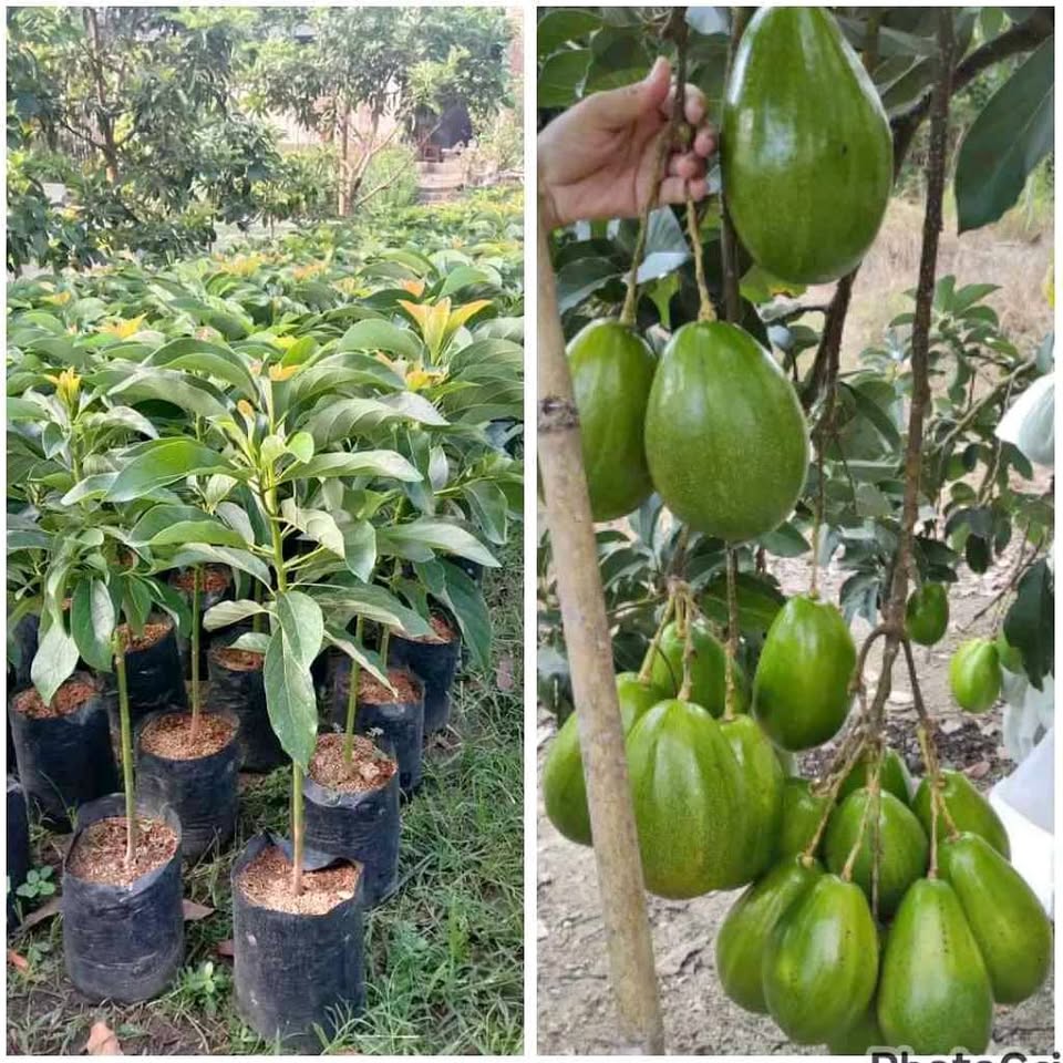 100 rb dapat 6 bibit alpukat