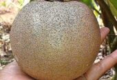 Bibit sawo super jumbo hasil okulasi
