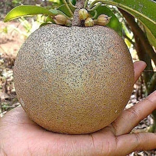 Bibit sawo super jumbo hasil okulasi