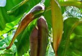 Bibit Pisang Kualitas Unggul 👉 Ecer Dan Grosir