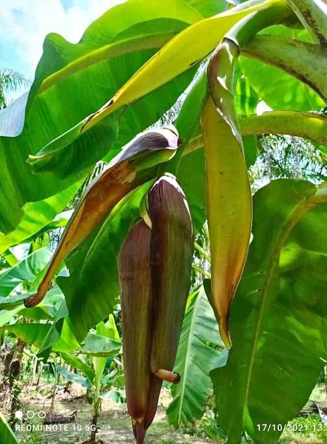 Bibit Pisang Kualitas Unggul 👉 Ecer Dan Grosir