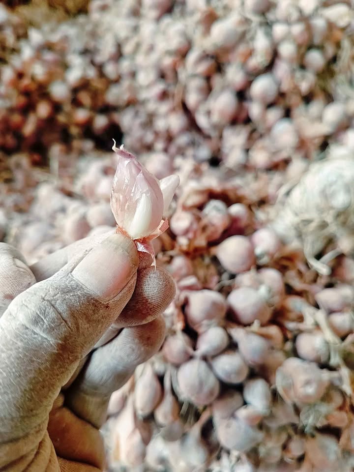 Jual bibit bawang merah varietas tajuk