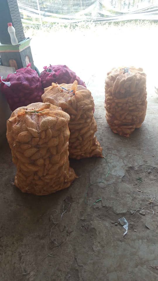 Telo ungu dan telo madu fresh