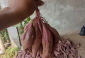 Telo ungu dan telo madu fresh