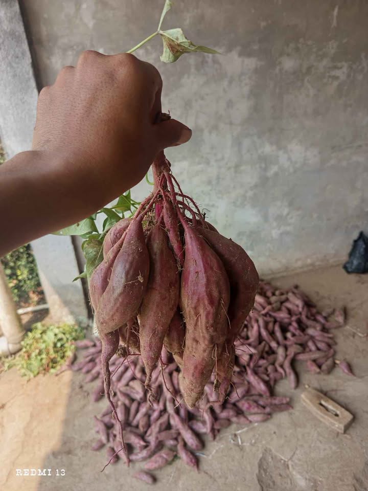 Telo ungu dan telo madu fresh