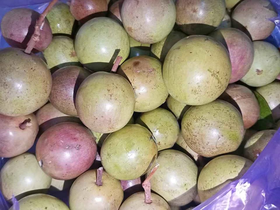 Buah apel clorot / sawo bludru