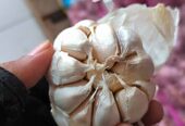 Bawang Putih Honam Sinco kotor