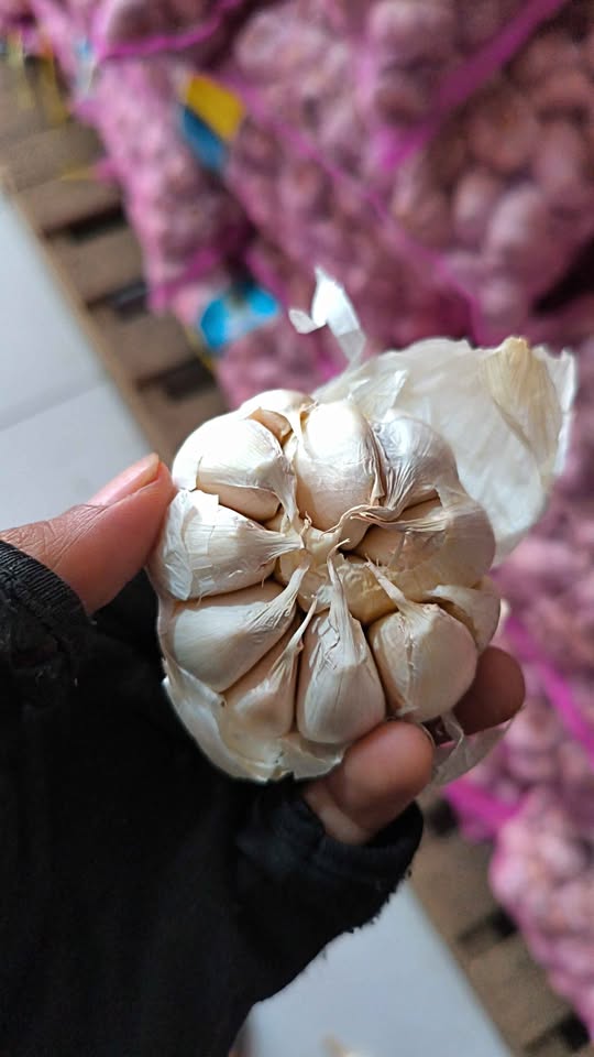 Bawang Putih Honam Sinco kotor