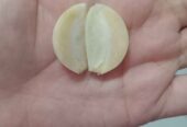 Bawang Putih Honam Sinco kotor
