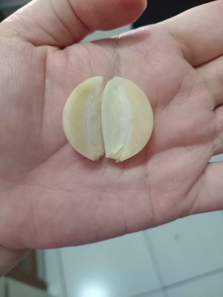 Bawang Putih Honam Sinco kotor