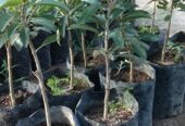 Bibit sawo super jumbo hasil okulasi