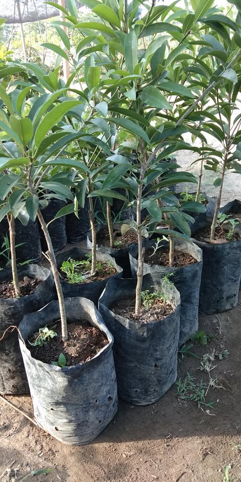 Bibit sawo super jumbo hasil okulasi