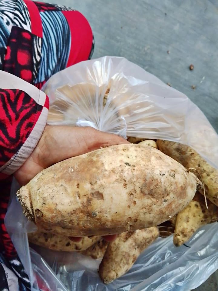 Ubi Cilembu manis legit super