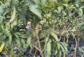 Pohon mangga madu batang besar