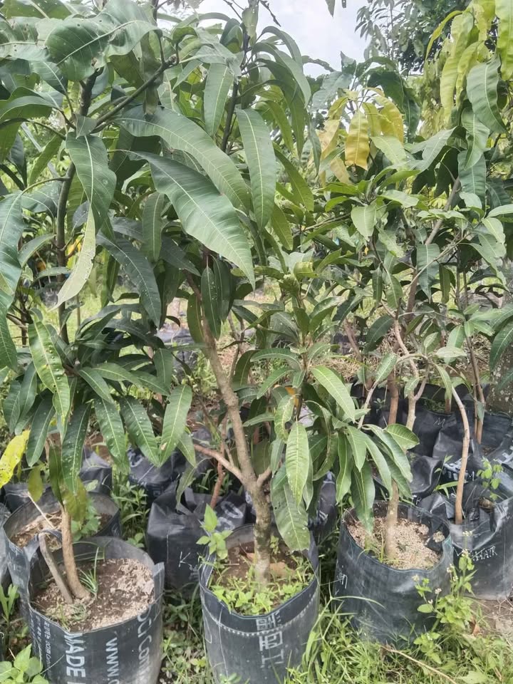 Pohon mangga madu batang besar
