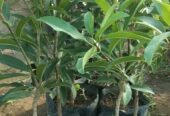 Bibit sawo super jumbo hasil okulasi