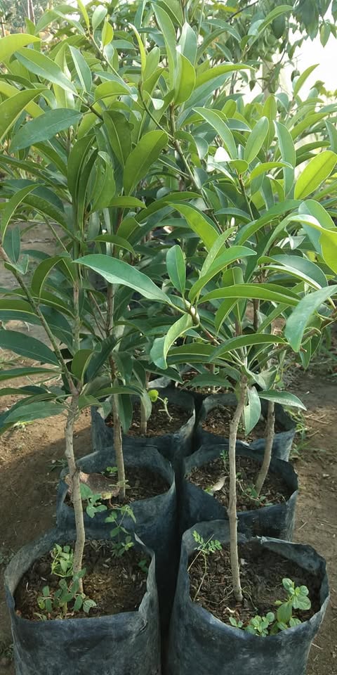 Bibit sawo super jumbo hasil okulasi