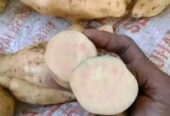 Ubi Cilembu manis legit super