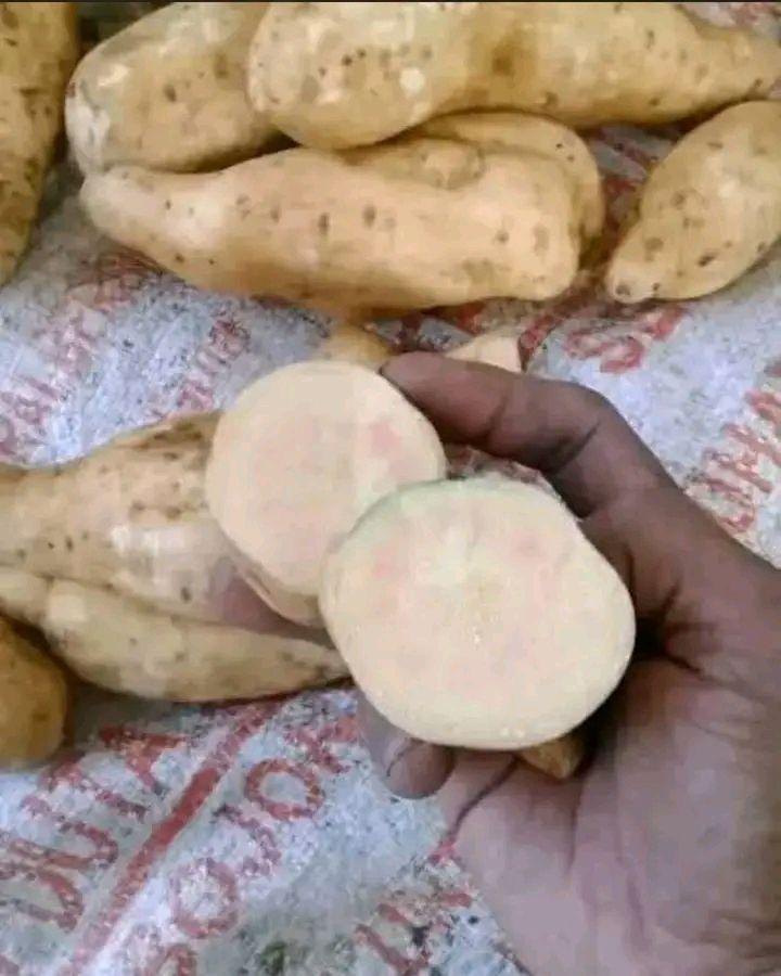 Ubi Cilembu manis legit super