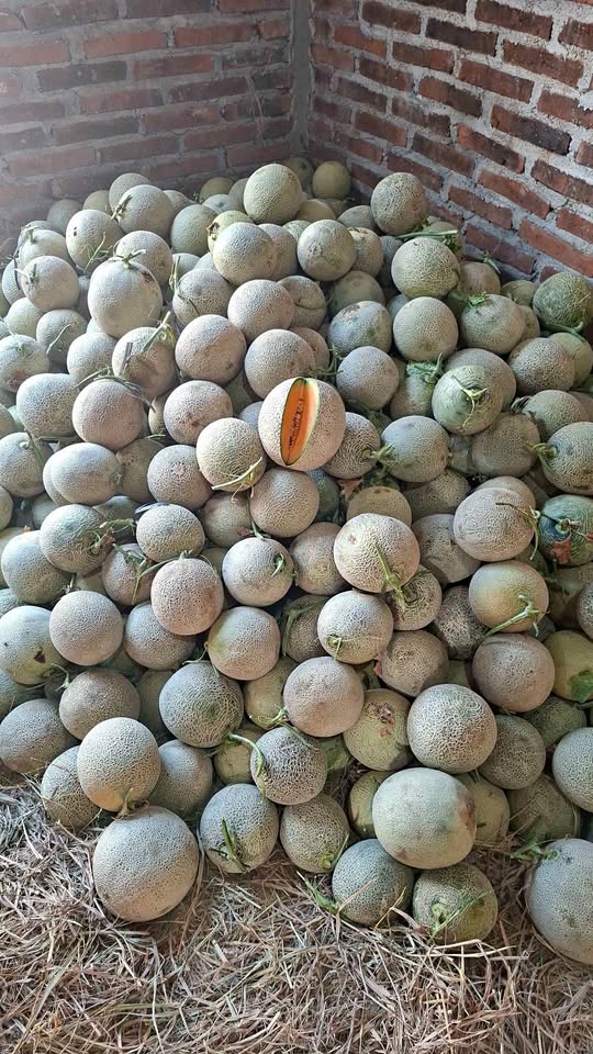 Melon orange fresh di jamin manis