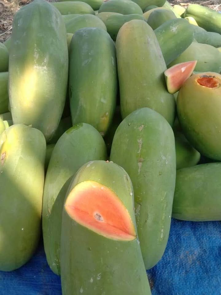 Pepaya California super manis