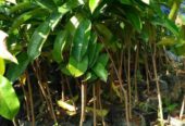 Bibit Sirsak madu super tinggal tanam