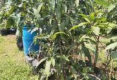 Pohon mangga madu batang besar