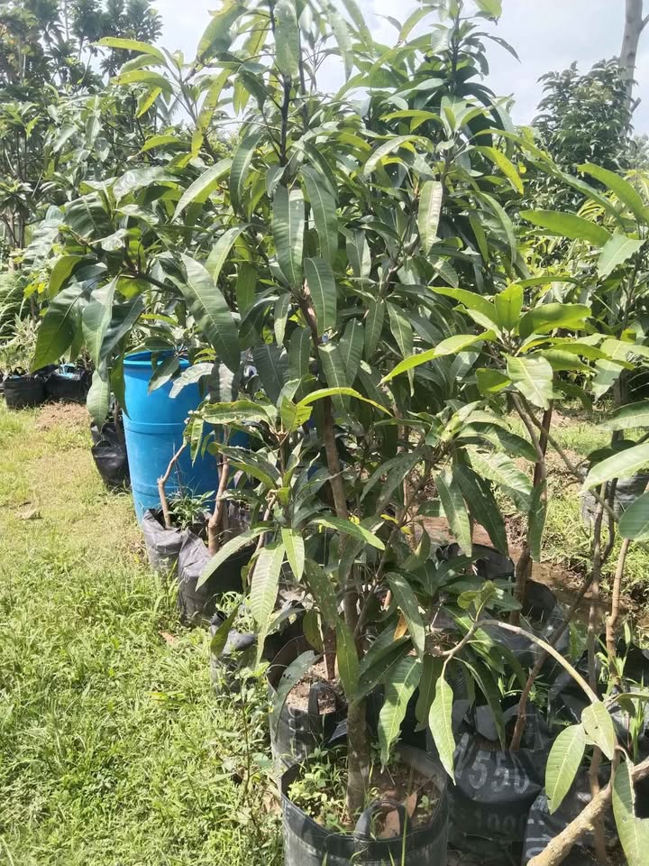 Pohon mangga madu batang besar