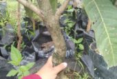 Pohon mangga madu batang besar