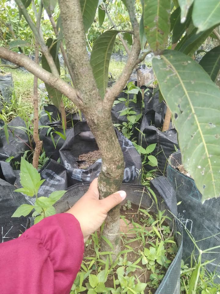 Pohon mangga madu batang besar