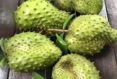 Bibit Sirsak madu super tinggal tanam