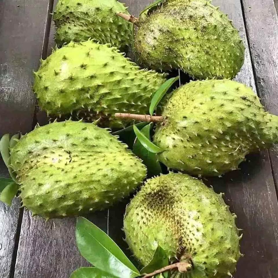 Bibit Sirsak madu super tinggal tanam