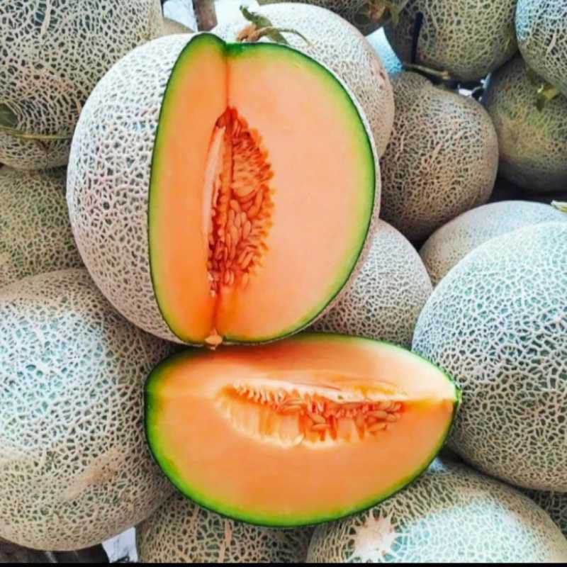 Sky Rock Melon Manis Orange