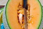 Sky Rock Melon Manis Orange