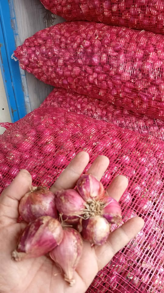 Brambang bawang super fresh