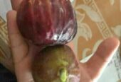 Bibit buah Tin siap semai