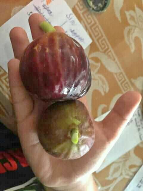 Bibit buah Tin siap semai