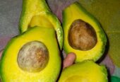 Alpukat mentega super warna kuning