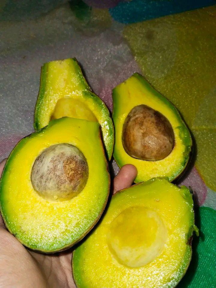 Alpukat mentega super warna kuning