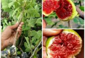 Bibit buah Tin siap semai