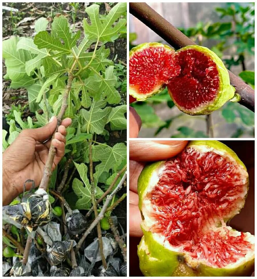 Bibit buah Tin siap semai
