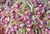 Bawang merah fresh kering