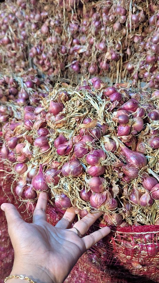 Bawang merah fresh kering