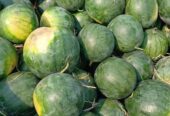 Semangka super fresh baru saja petik