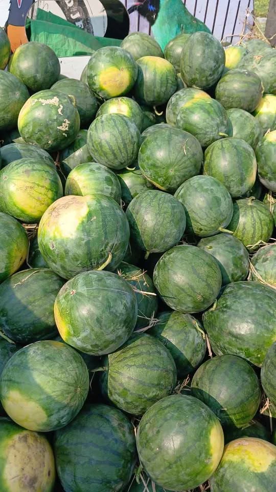 Semangka super fresh baru saja petik