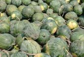 Semangka super fresh baru saja petik